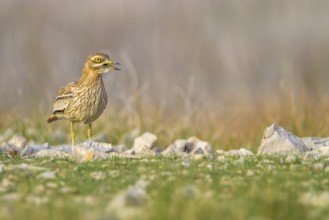 Eurasian Stone-curlew (Burhinus oedicnemus) in field, Dalmatia, Croatia