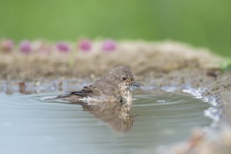 Spotted Flycatcher (Muscicapa striata) bathing, Aosta Valley, Italy