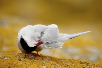 Arctic Tern (Sterna paradisaea) preening, Farne Islands, United Kingdom