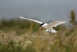 Sandwich Tern (Thalasseus sandvicensis) flying with fish in its beak, Farne Islands, United Kingdom