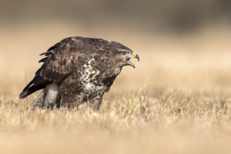 Common Buzzard (Buteo buteo) calling, Saxony-Anhalt, Germany