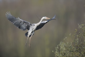 Grey Heron (Ardea cinerea) flying with nesting material, North Rhine-Westphalia, Germany