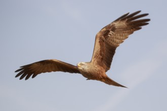 Black Kite (Milvus migrans) flying, Spain