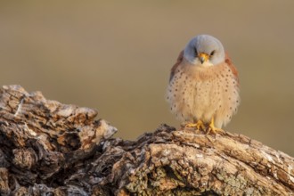 Lesser Kestrel (Falco naumanni), male reting on dry trunk, Castile-La Mancha, Spain