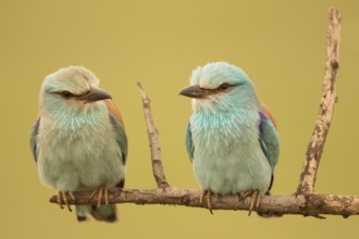 European Roller (Coracias garrulus) pair perched on a branch, Serbia