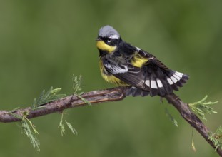 Magnolia Warbler (Setophaga magnolia) male perched on a branch, Texas, USA