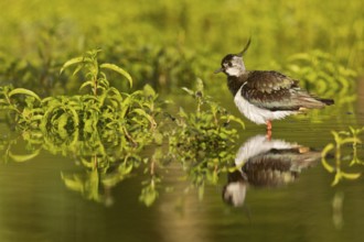 Northern Lapwing (Vanellus vanellus), Bavaria, Germany