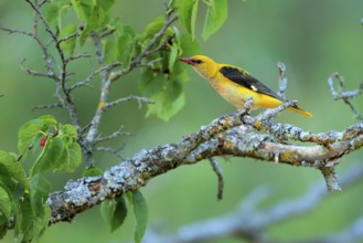 Eurasian Golden Oriole (Oriolus oriolus) male feeding on Black mulberry (Morus nigra) berries,