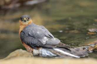 Eurasian Sparrowhawk (Accipiter nisus) male at a waterhole, Andalusia, Spain