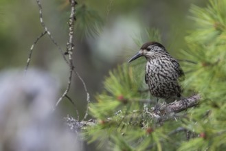 Nutcracker - Tannenhäher - Nucifraga caryocatactes ssp. caryocatactes, Russia (Ural), adult