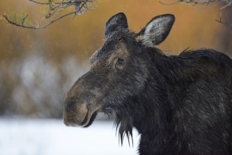 Moose (Alces alces) close-up of female, Grand Teton National Park, USA