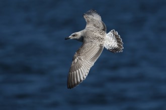 European Herring Gull (Larus argentatus) juvenile flying, Baltic Sea, Germany