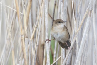 Savis Warbler - Rohrschwirl - Locustella luscinoides, Romania