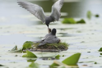 Black Tern (Chlidonias niger) feeding of juvenile, Schleswig-Holstein, Germany