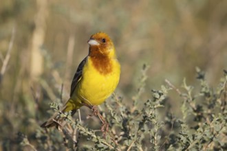 Red-headed Bunting - Braunkopfammer - Emberiza bruniceps, Kazakhstan, adult male