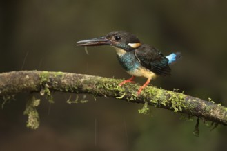 Blue-banded Kingfisher (Alcedo euryzona) male perched on a branch with fish prey in beak, Selangor,