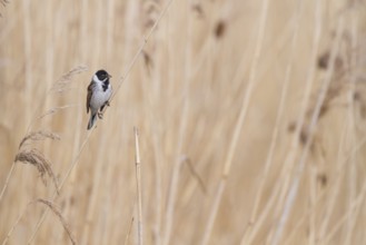 Reed Bunting - Rohrammer - Emberiza schoeniclus ssp. schoeniclus, Germany, adult male