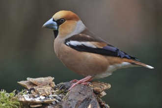 Hawfinch (Coccothraustes coccothraustes) male, Bavaria, Germany