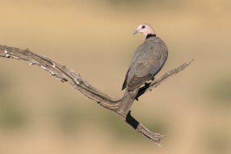 Kaapse tortelduif, Cape Turtle Dove, Streptopelia capicola