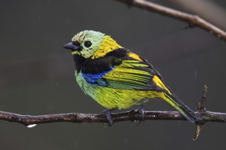 Green-headed Tanager (Tangara seledon), Bahia, Brazil