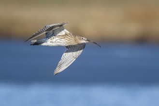 Eurasian Curlew (Numenius arquata) male flying, Netherlands