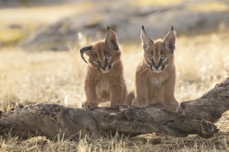 Caracal (Caracal caracal) two cubs on tree trunk, Castile-La Mancha, Spain