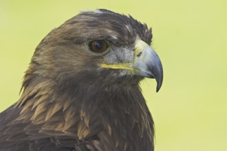 Golden Eagle (Aquila chrysaetos), Alberta, Canada