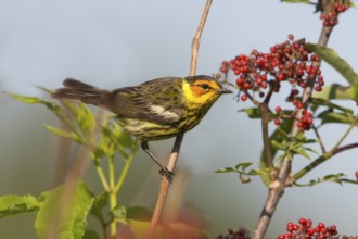 Cape May Warbler Dendroica tigrina East of Hill City, Aitkin County, Minnesota, United States 22