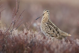 Great Snipe (Gallinago media), Buskerud, Norway