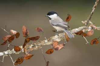 Carolina Chickadee (Poecile carolinensis) perched on a branch, Texas, USA