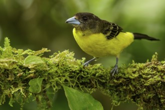 Lemon-rumped Tanager (Ramphocelus icternotus) perched on a branch in the Andes mountains of