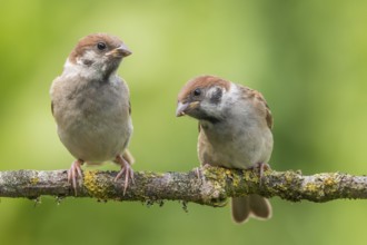 Eurasian Tree Sparrow (Passer montanus) juveniles perched on a branch, Lower Saxony, Germany