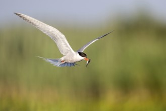 Common Tern (Sterna hirundo) flying with fish prey in beak, Danube Delta, Romania