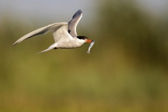 Common Tern (Sterna hirundo) flying with fish prey in beak, Danube Delta, Romania