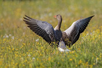 Greylag Goose (Anser anser) flapping, Baden-Wuerttemberg, Germany