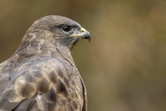 Common Buzzard (Buteo buteo), portrait, Castile and Leon, Spain