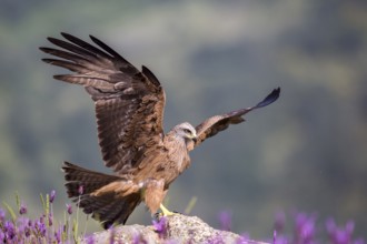 Black Kite (Milvus migrans) landing, Madrid, Spain