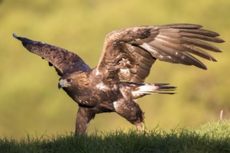 Golden Eagle (Aquila chrysaetos) juvenile walking on the ground, Andalusia, Spain