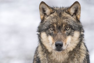 European Wolf (Canis lupus) adult portrait, Lower Saxony, Germany