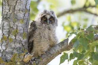 Long-eared Owl (Asio otus) fledgeling perched on a branch, Thuringia, Germany