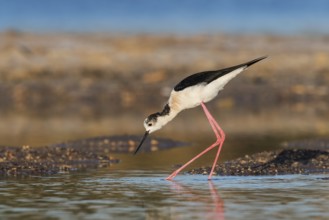 Black-winged Stilt (Himantopus himantopus) foraging, Eilat, Israel