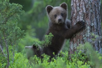 Eurasian Brown Bear (Ursus arctos) cub in forest, Finland