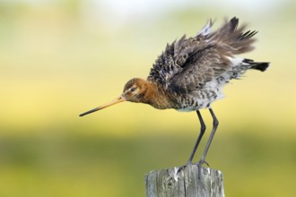 Black-tailed Godwit (Limosa limosa), Texel, Netherlands