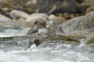 Torrent duck, Merganetta armata, pair of bird with young in mountain river with stone. Rare duck