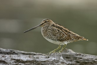 Common Snipe (Gallinago gallinago) male, Saxony, Germany