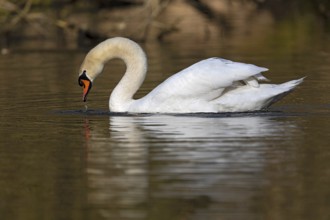 Mute Swan (Cygnus olor), Baden-Wuerttemberg, Germany