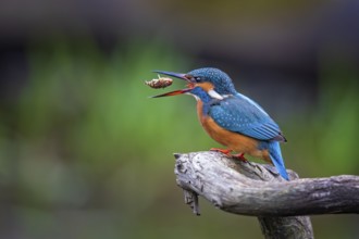 Common Kingfisher (Alcedo atthis) female perched on a branch, Saxony-Anhalt, Germany