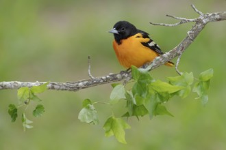 Baltimore Oriole (Icterus galbula) male, Texas, USA