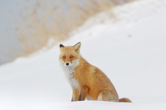 Red fox in white snow. Beautiful orange coat animal nature. Wildlife Europe. Detail close-up