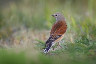 Carduelis cannabinam Common Linnet in the nature habitat. Brown Bird with grey head sitting in the